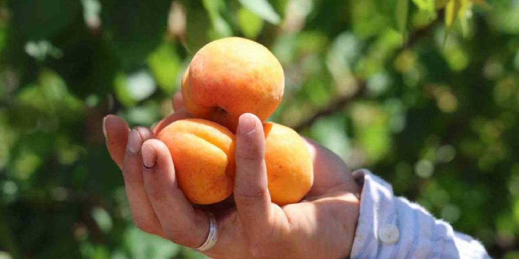 30 dönümden 20 ton rekolte bekleniyor! Bahçede kilosu 60-80 TL 9